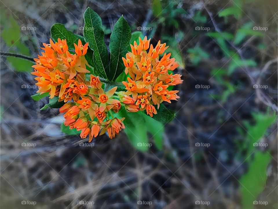 Butterfly weed a clear butterfly favorite.