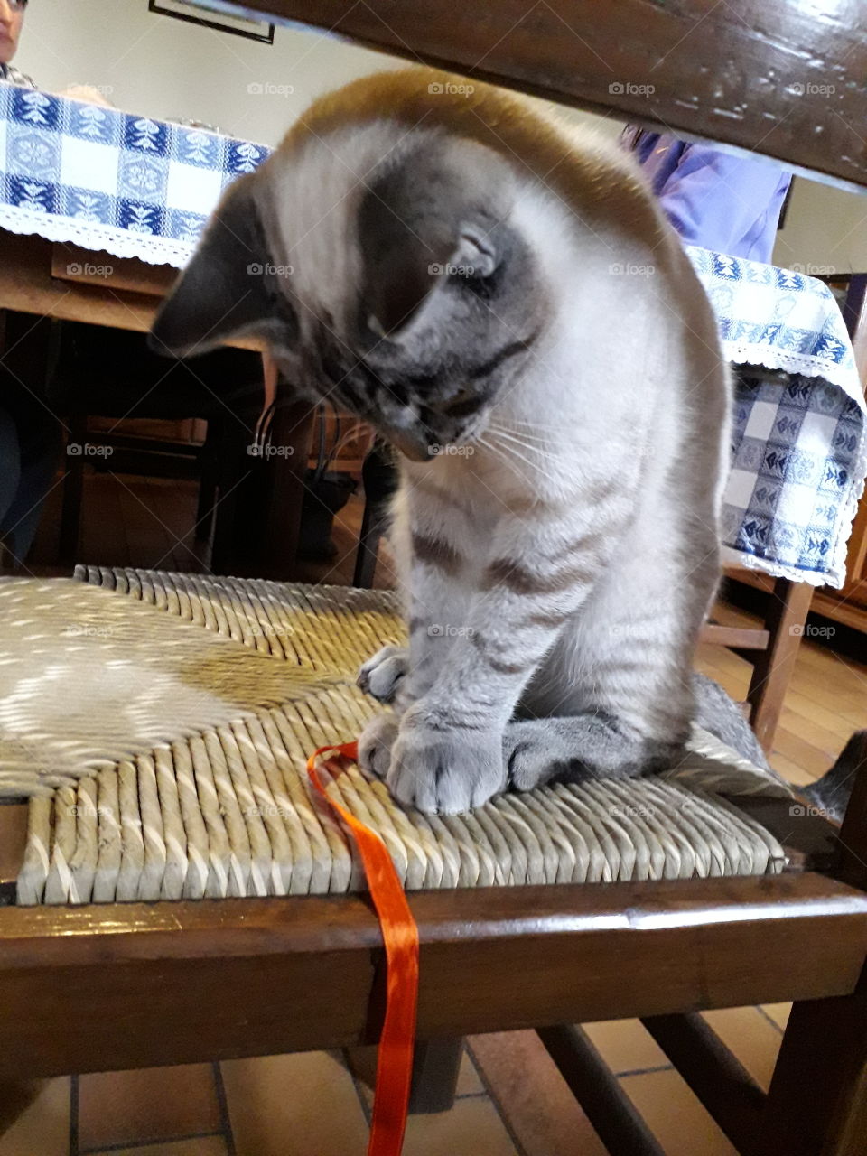 my cat playing with a ribbon