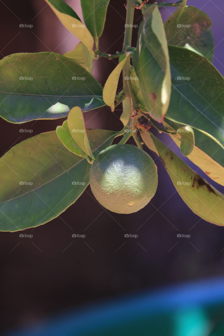 Green immature orange growing on orange tree outdoors