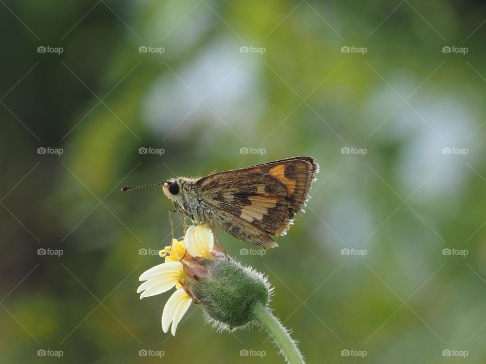 butterfly on flower while sucking honey