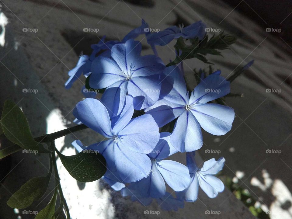 Blue  flowers