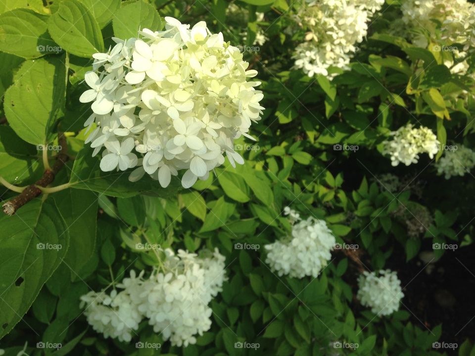 Flowers. First day of freedom while my kid is in daycare!