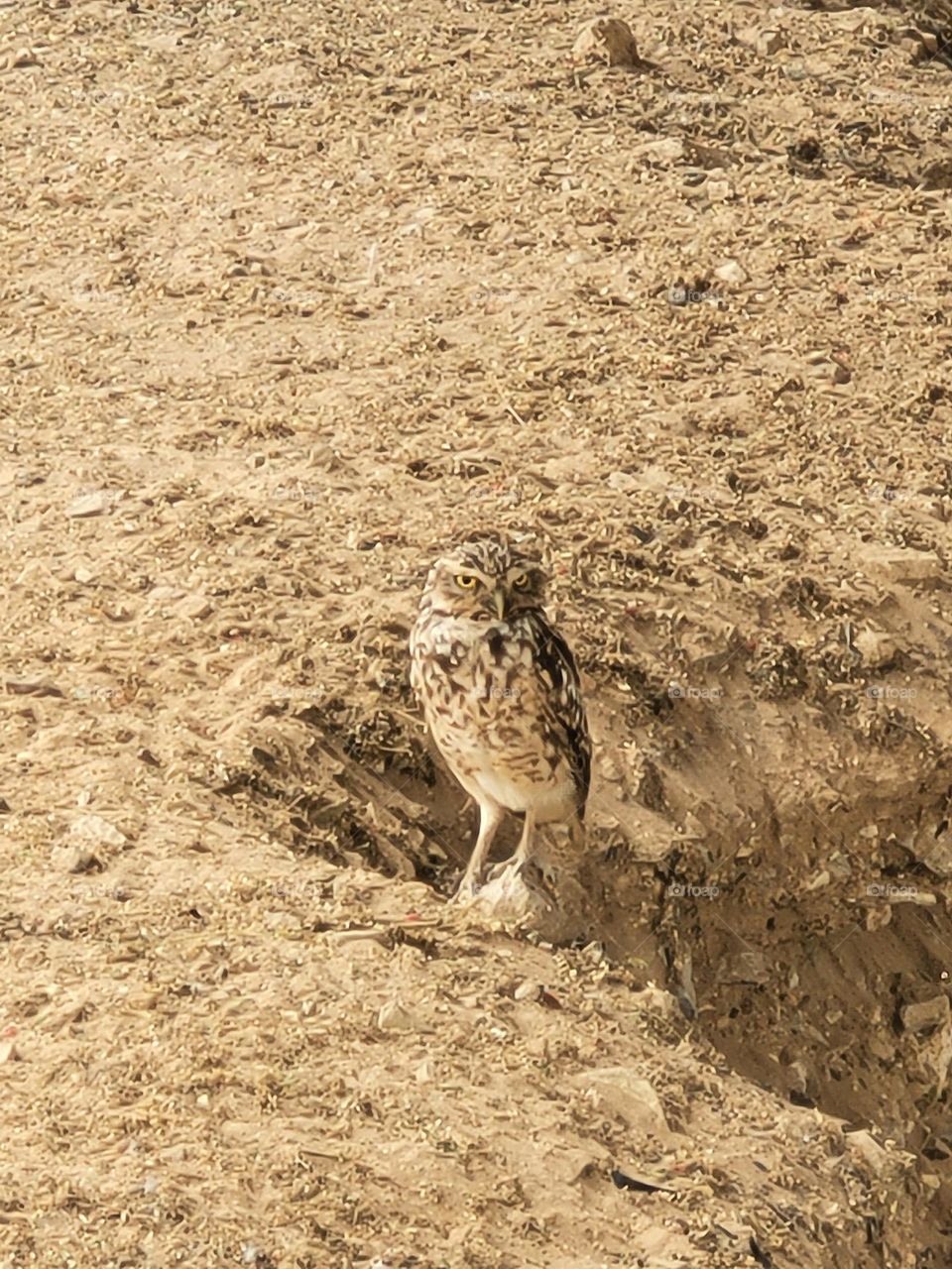 Brownish owl with piercing eyes standing on similar color ground.