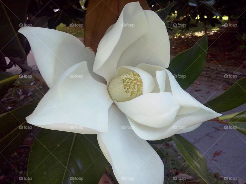 Magnolia grandiflora