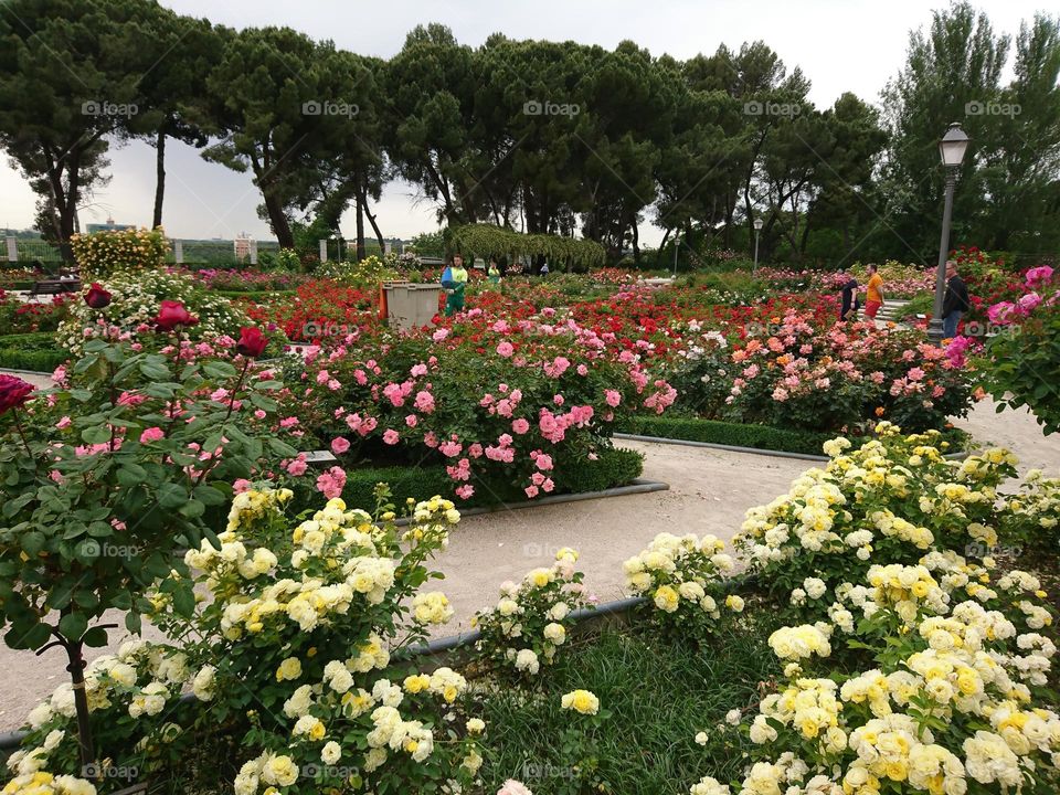 Jardín de rosas 