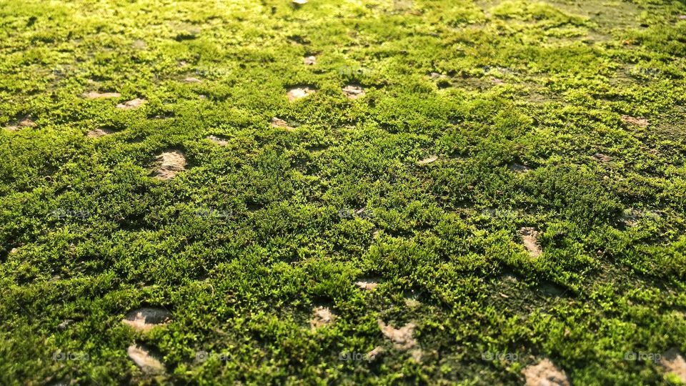 A beautiful moss on the ground.