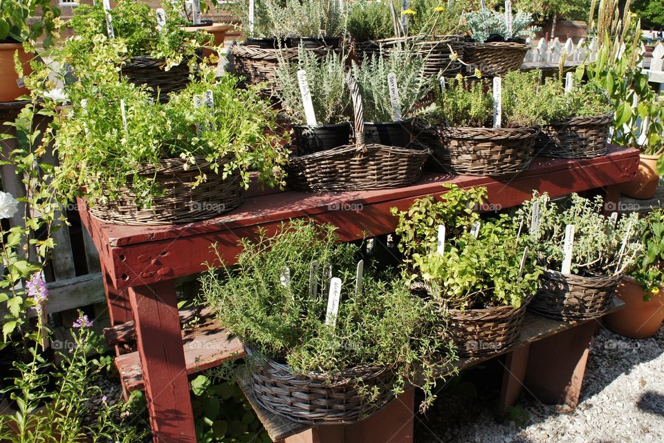 Herbs for Sale