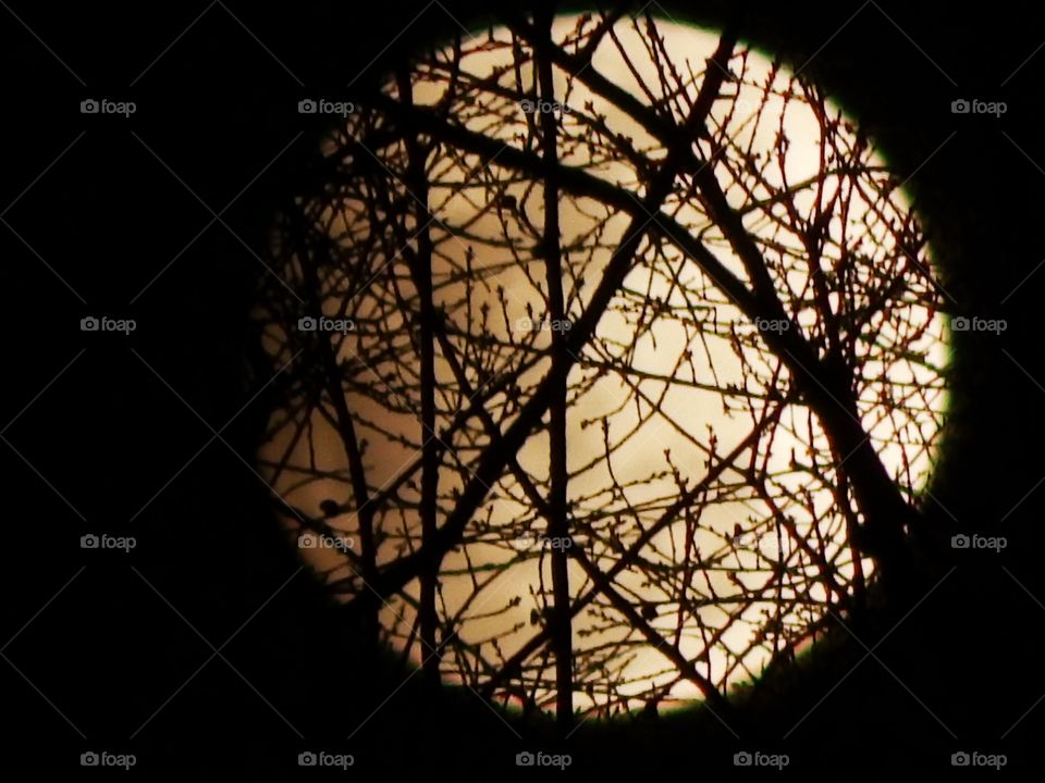 Full moon view through a web of branches