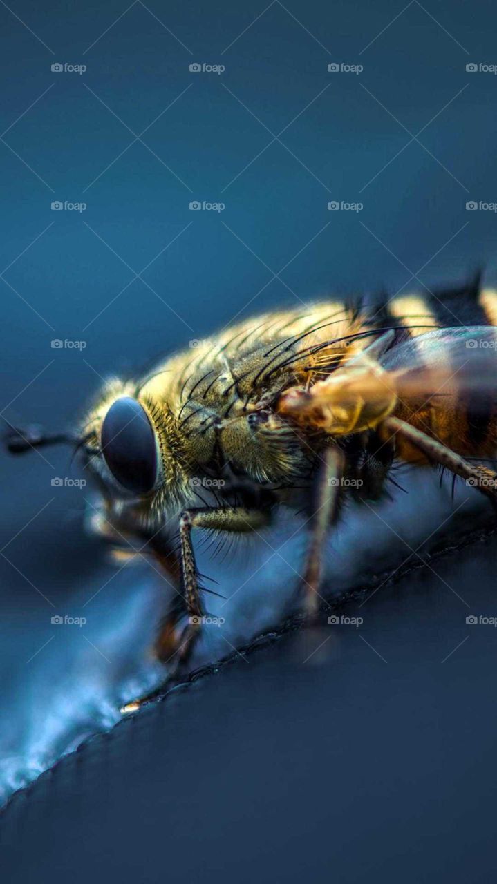 Bee Macro