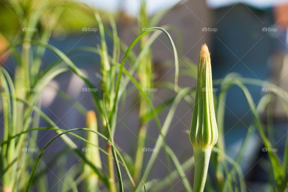 An unopened large dandelion in early spring on a sunny and warm day.