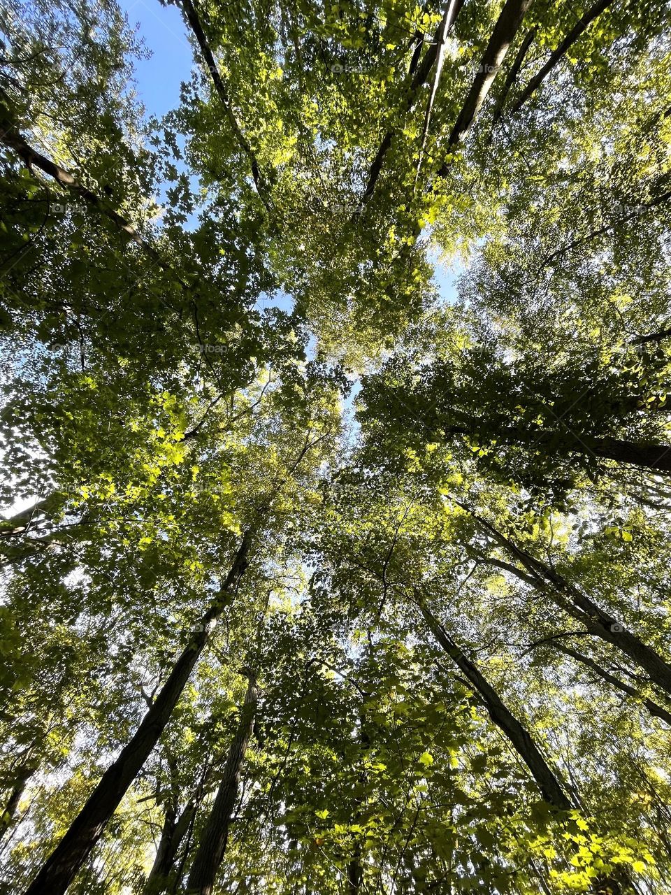 Trees in forest from below 