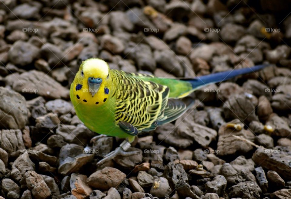 Budgie