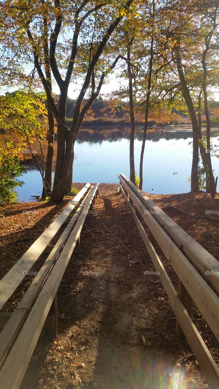 No Person, Tree, Wood, Fall, Water