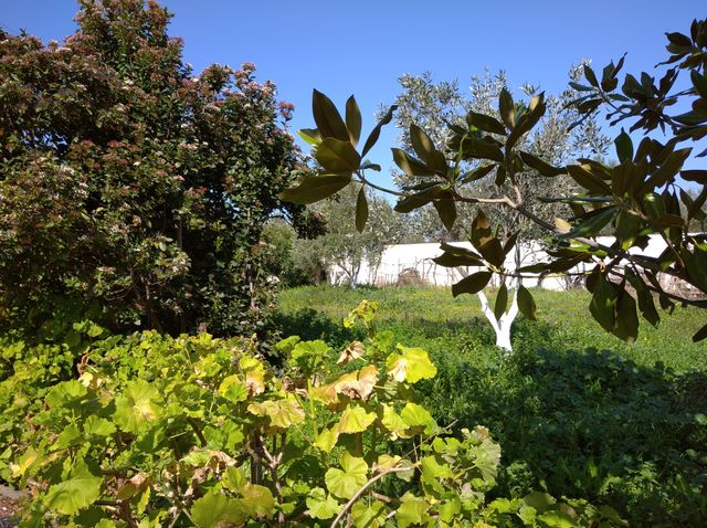 my garden🏡