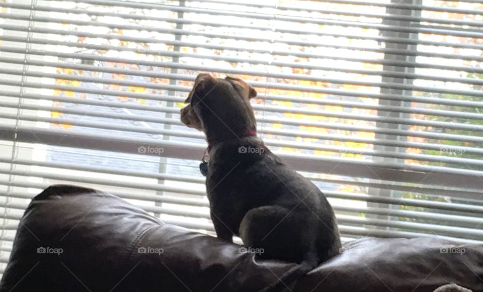 Dog looking out the window