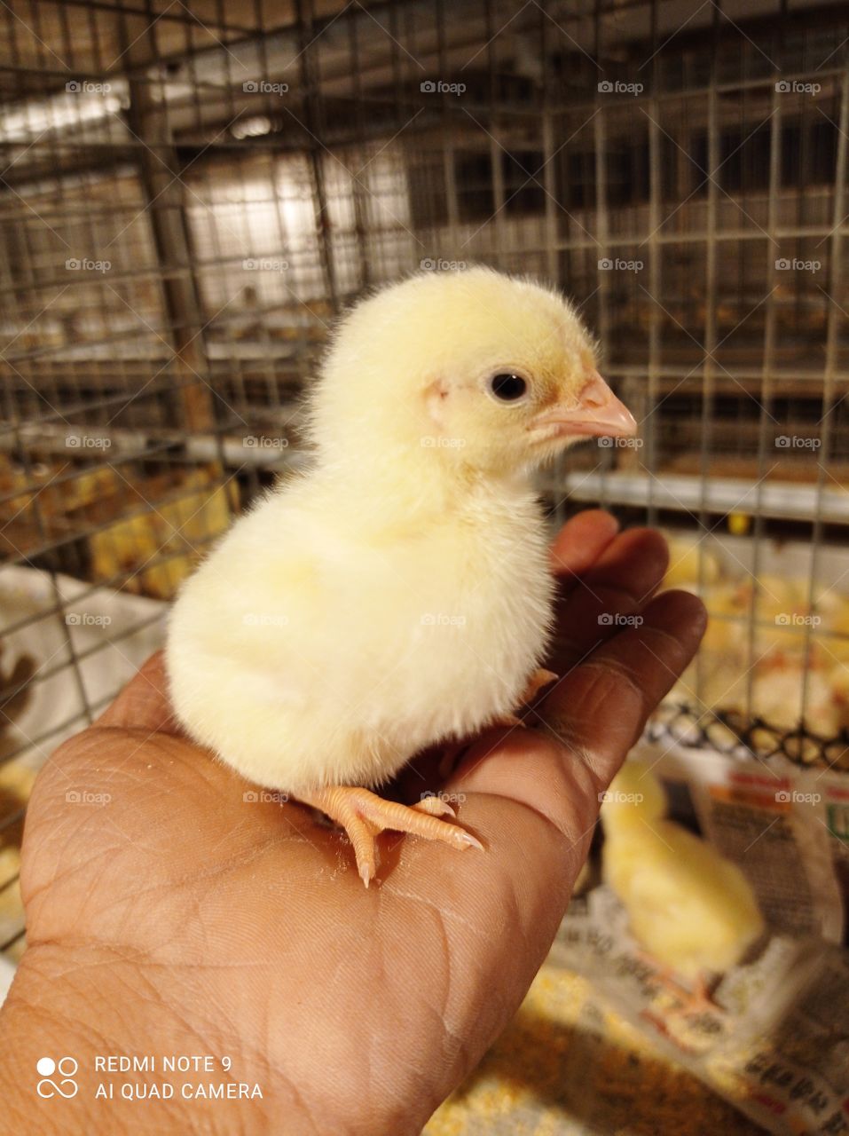 How much do you like this photo?