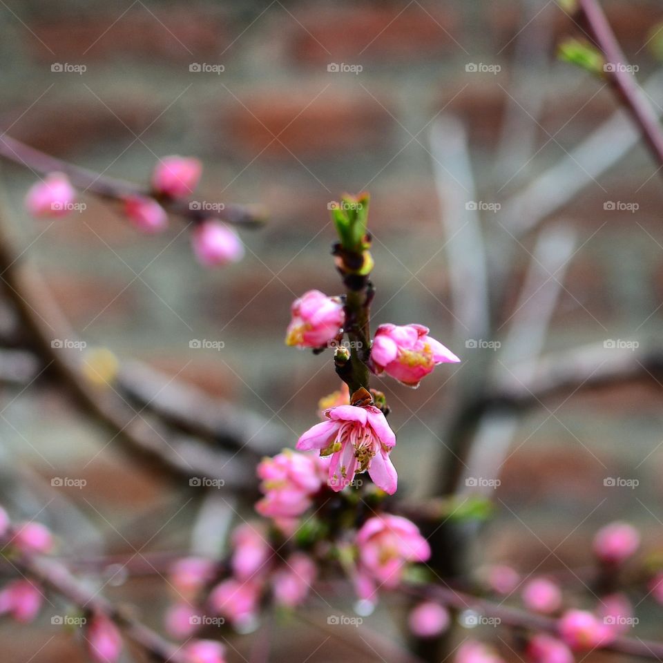 Flower, Nature, Branch, No Person, Tree