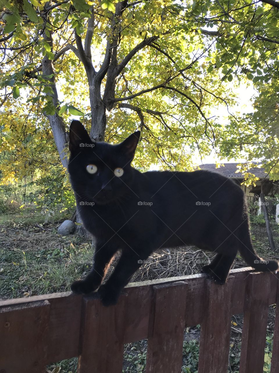 When you are walking through nature and a big, black cat is in your way, don’t you worry about it. It may only bring you a piece of very good luck!