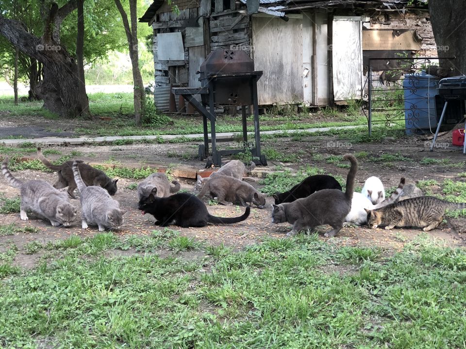 Kitty kitties everywhere. These fury creatures can’t help but come when din din is served to them. 