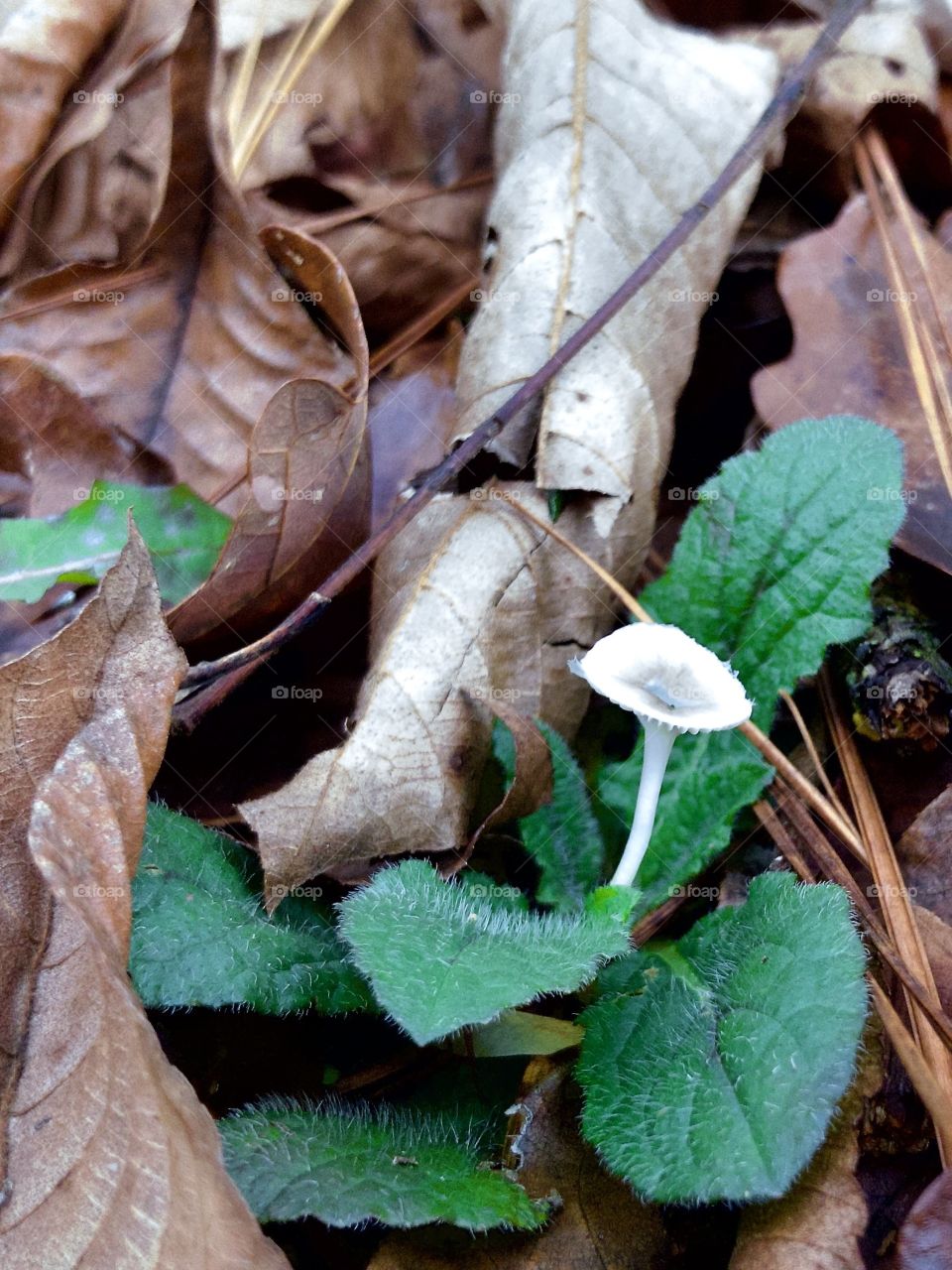 Persistent weed and wild mushroom 