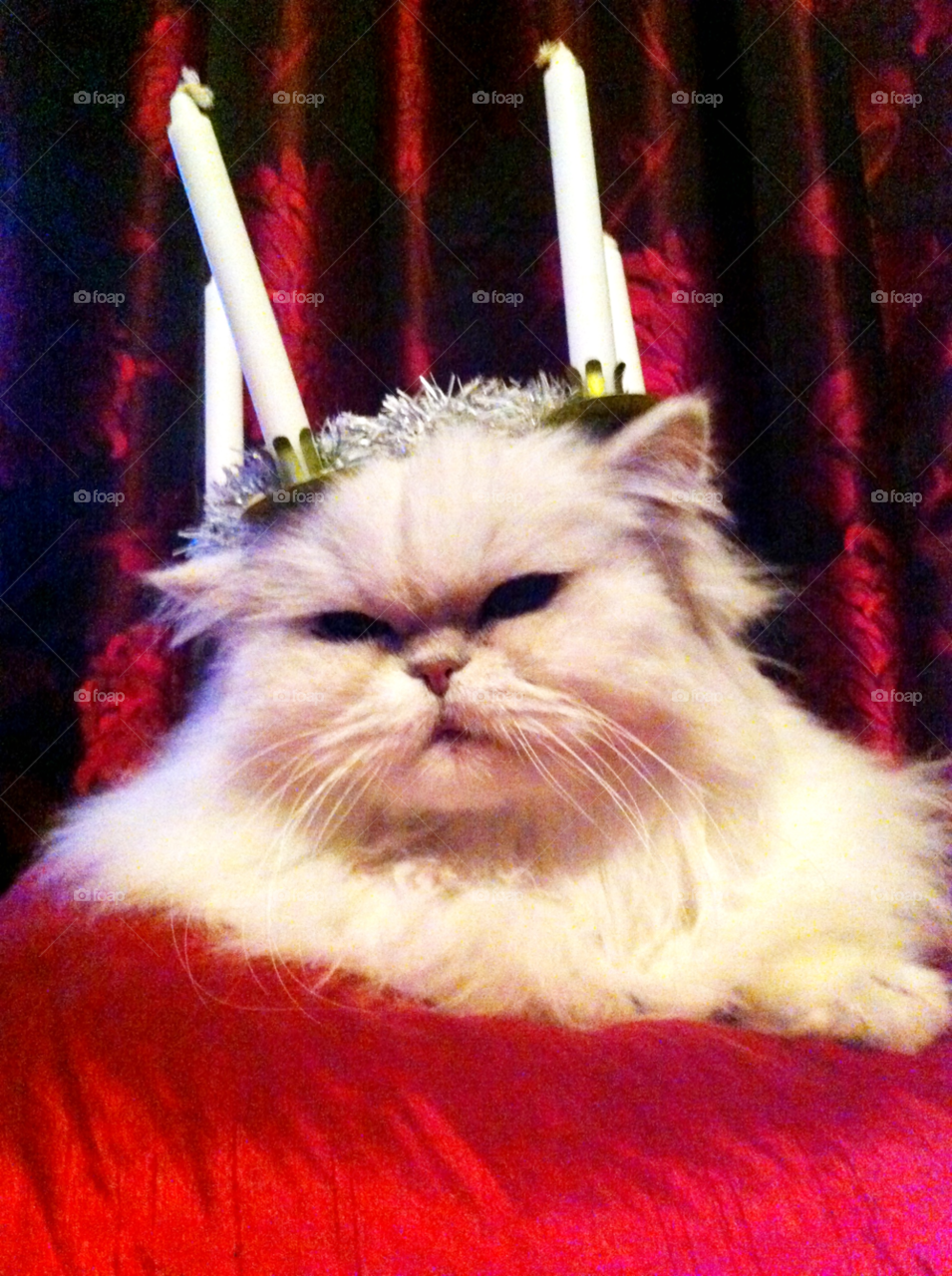 red white cat candle by ka71