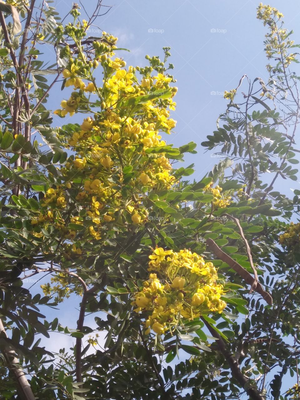 the most beautiful yellow colour flowers in my farm