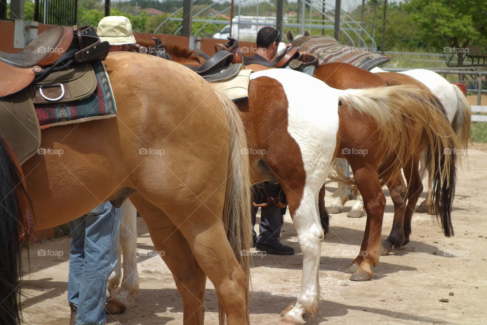 Horses. 
Horse riding school