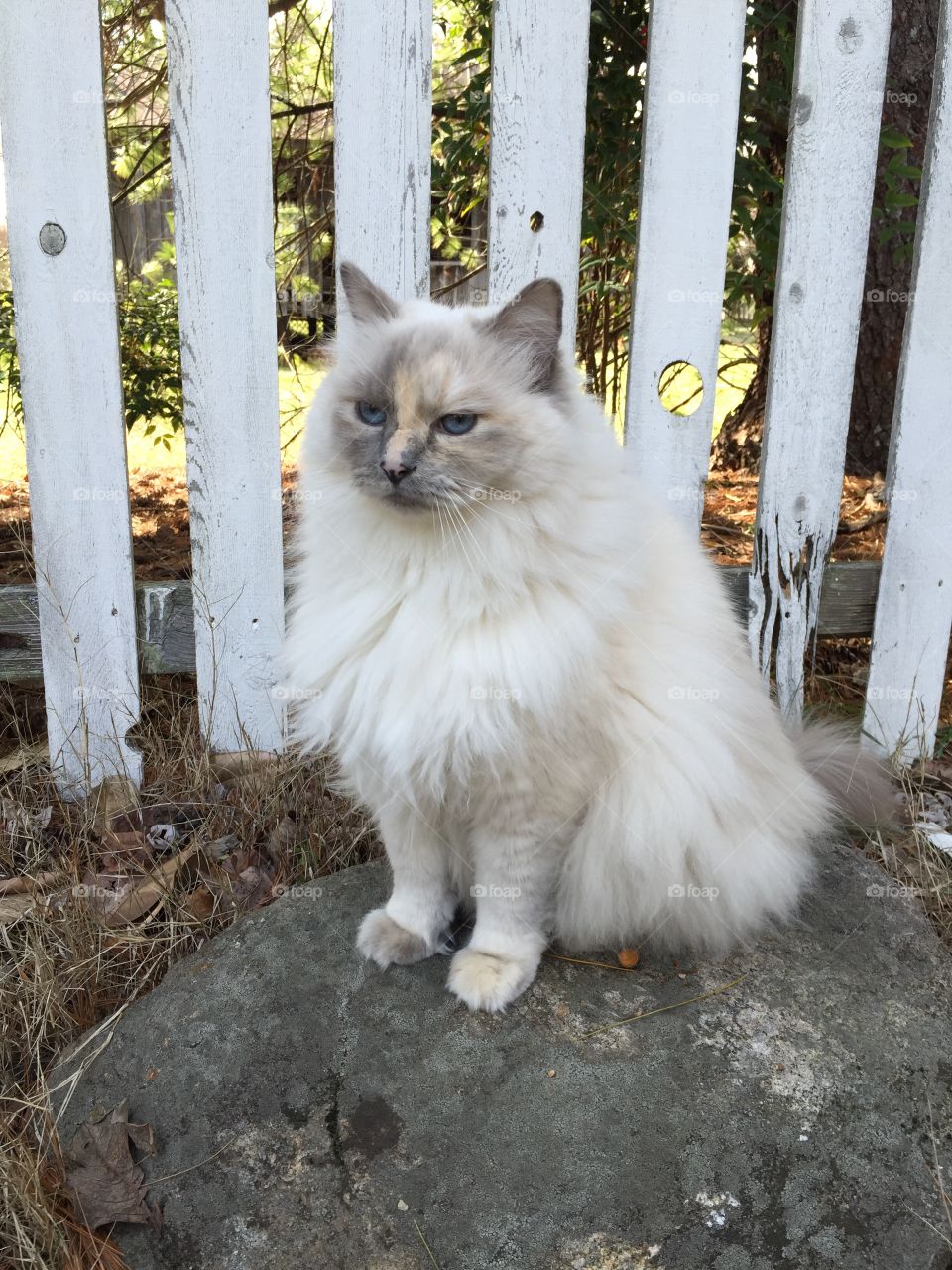 White cat sitting on rock