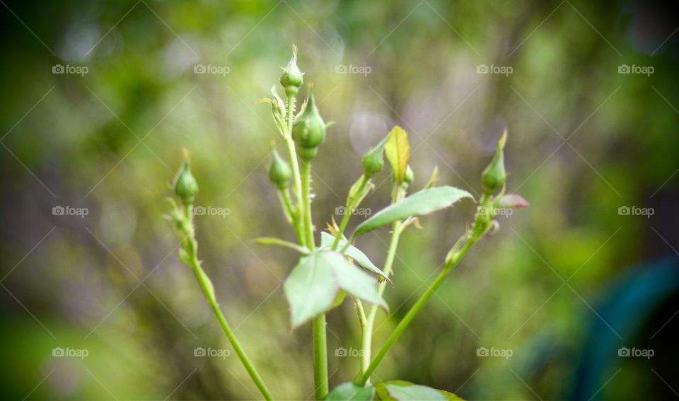 Rose buds waiting to bloom