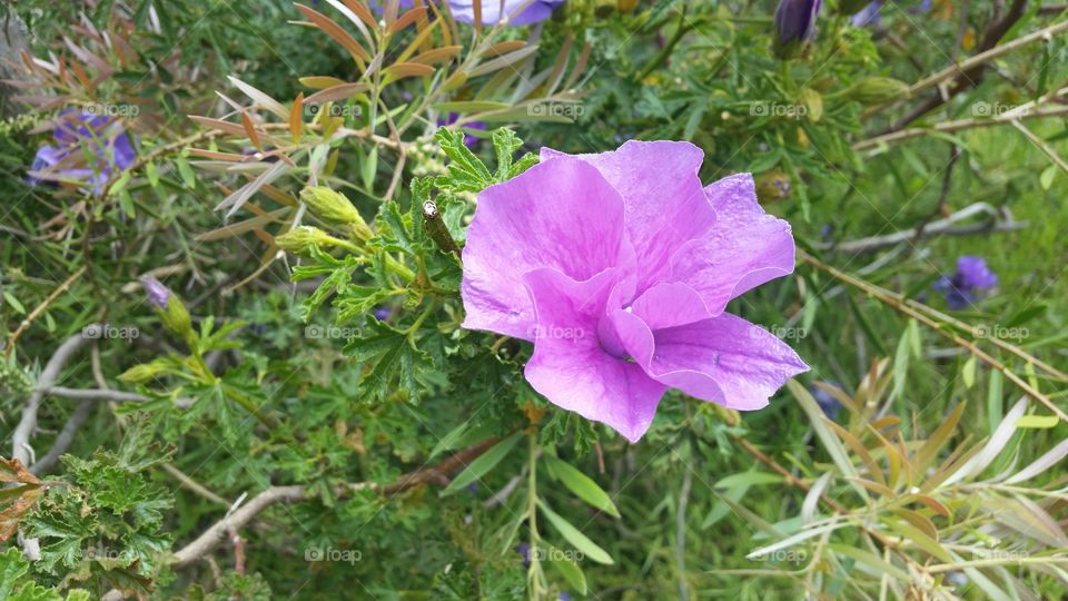 Blooming Purple