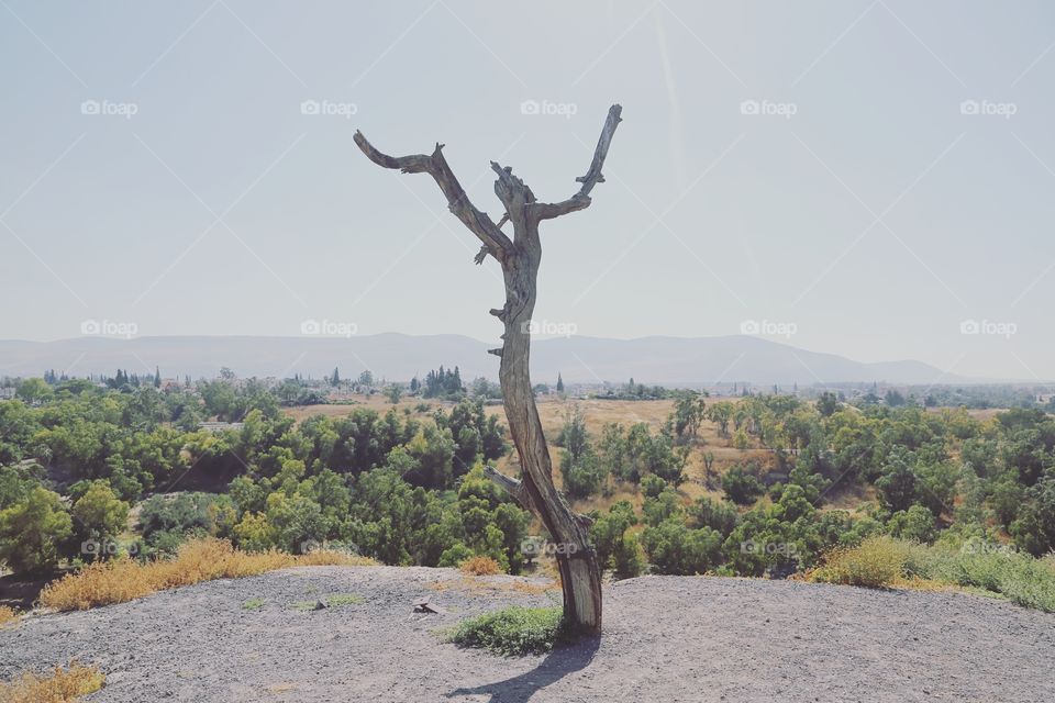 Gorgeous lonely tree overlooking hillside