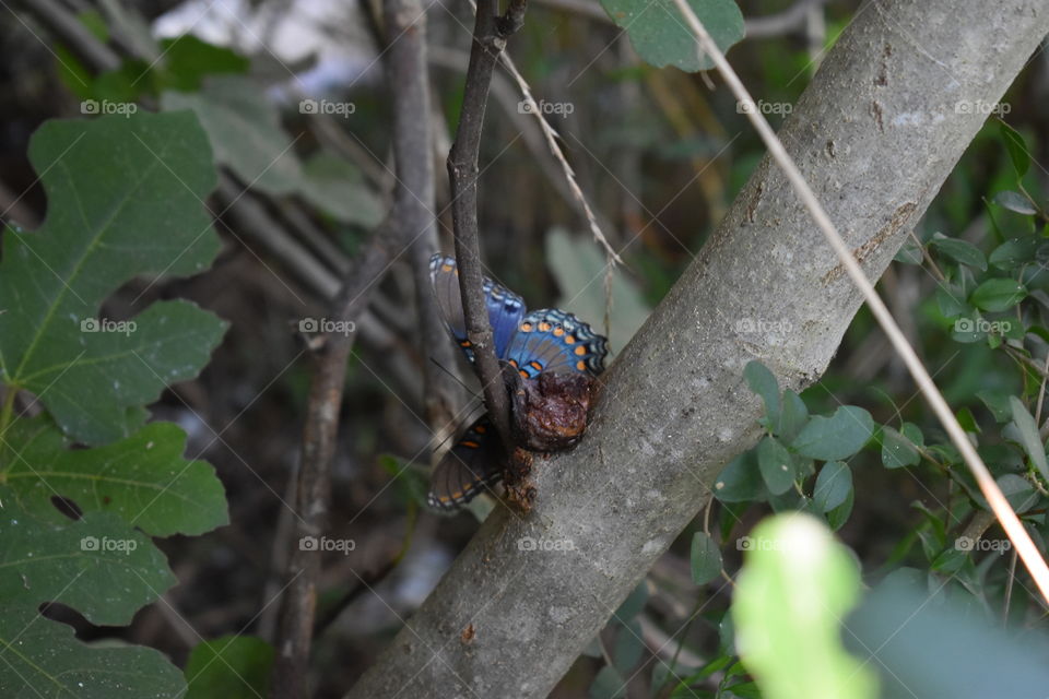 Butterfly on a Fig tree