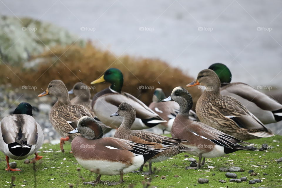 All kinds of ducks on the shore in a rainy cold day