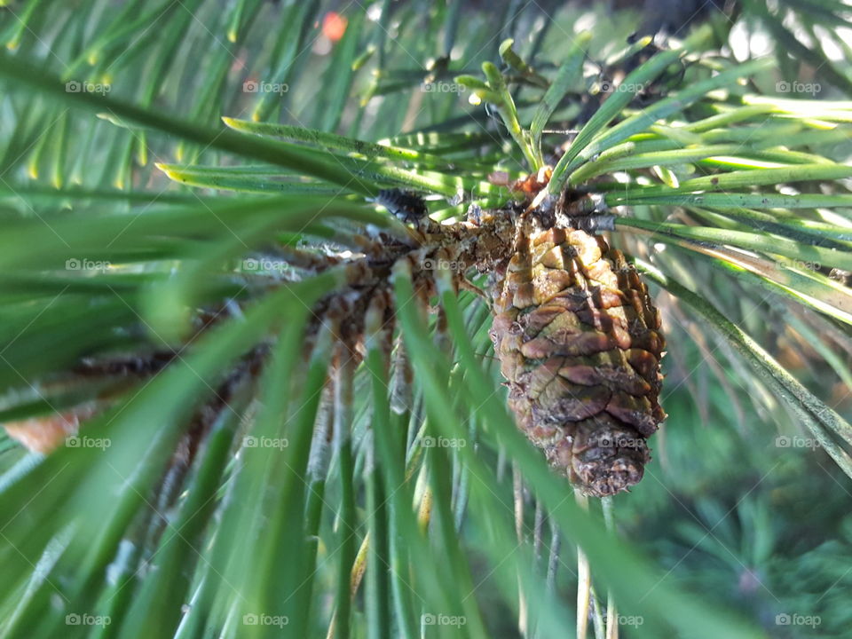 pinecone