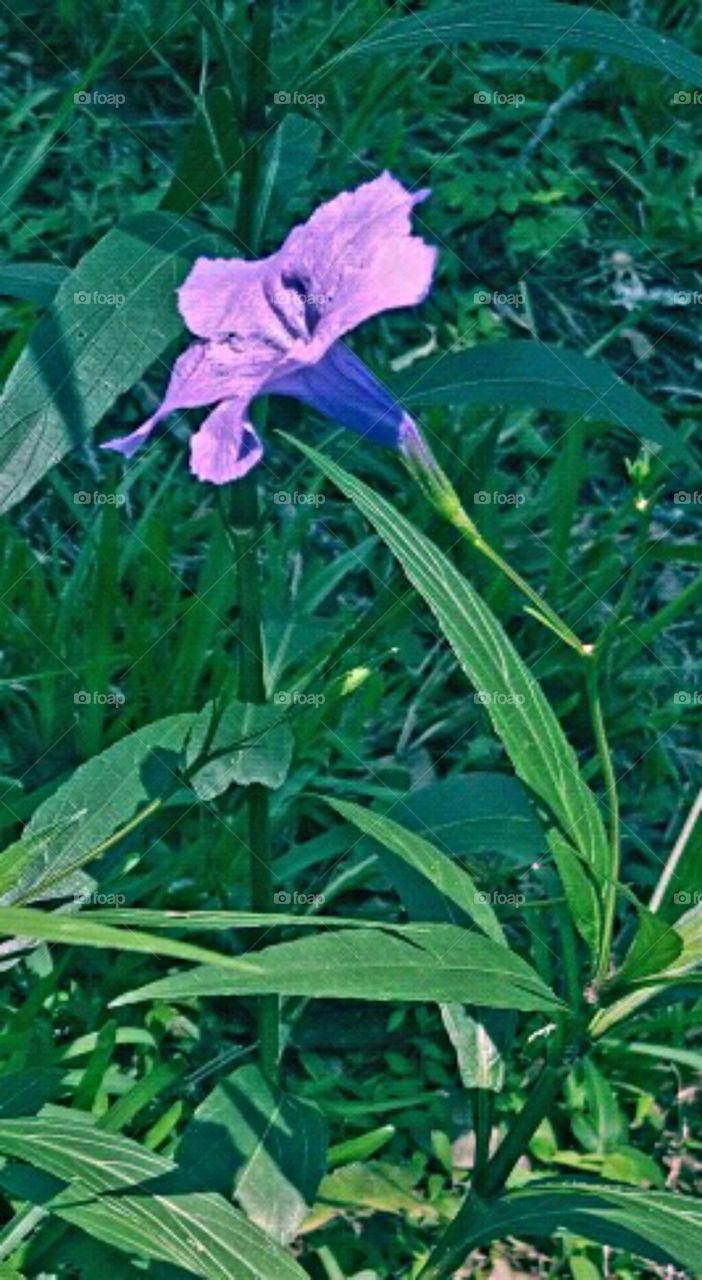 purple ruellia