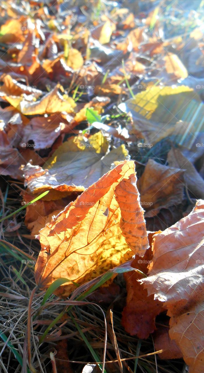 Fall, Leaf, No Person, Environment, Maple