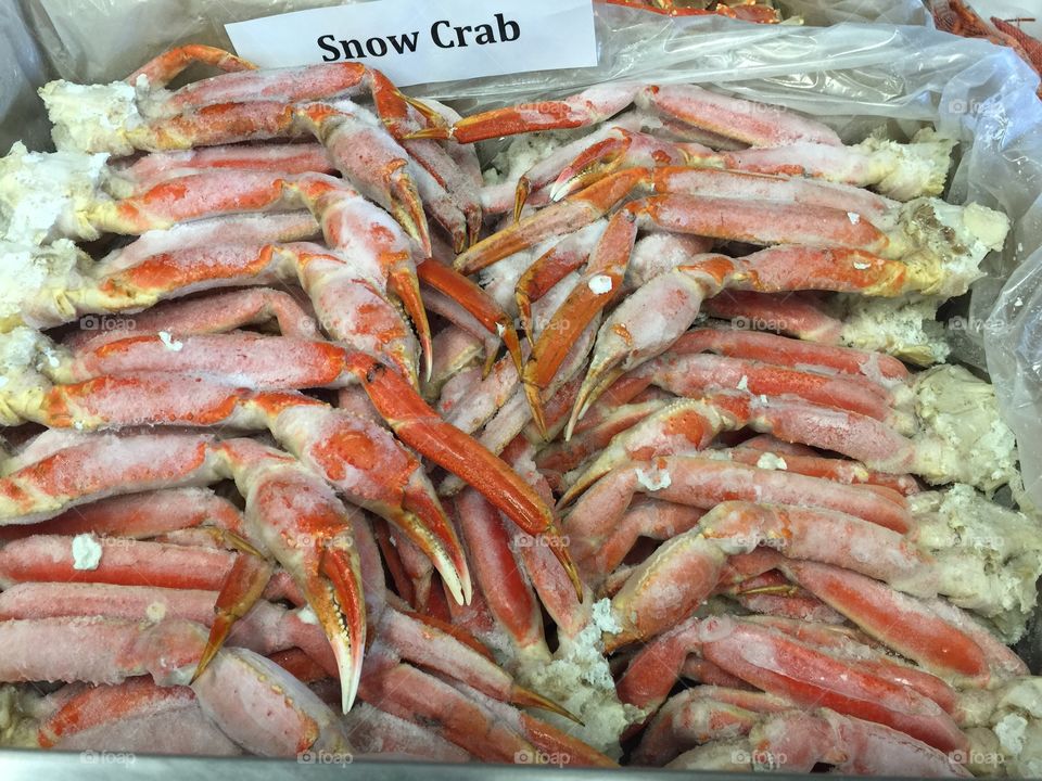 Snow Crab