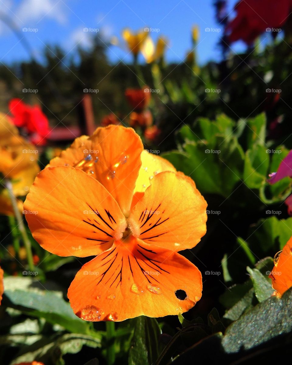 Pansy after the rain