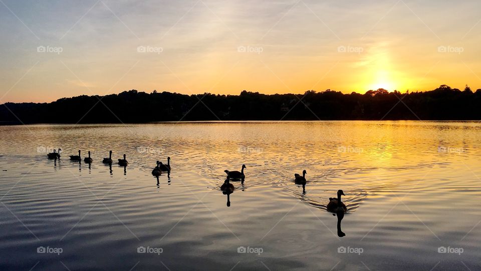 Canada Geese at dusk 