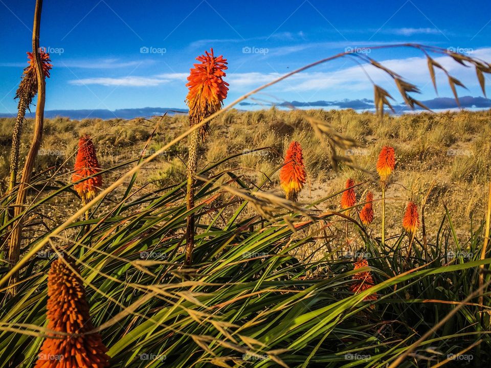 Red Hot Pokers by the Beach NZ