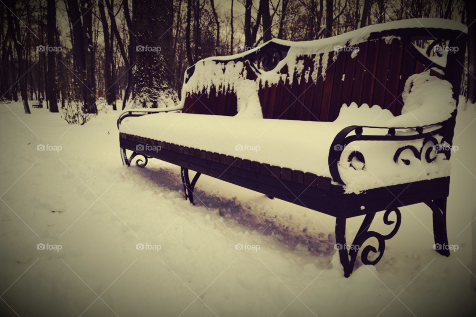 Winter, Snow, Cold, Wood, Frost