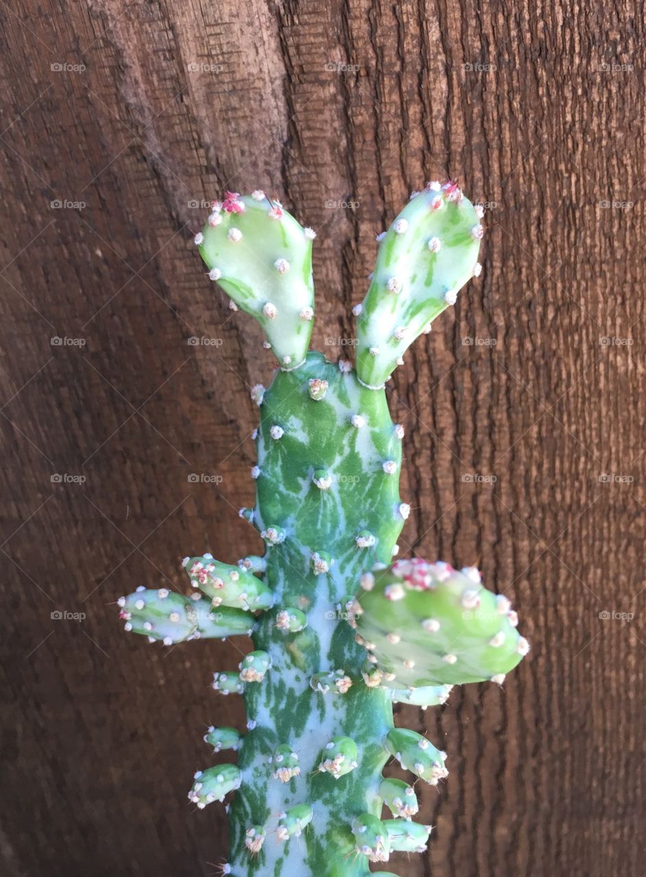Bunny Ears Cactus