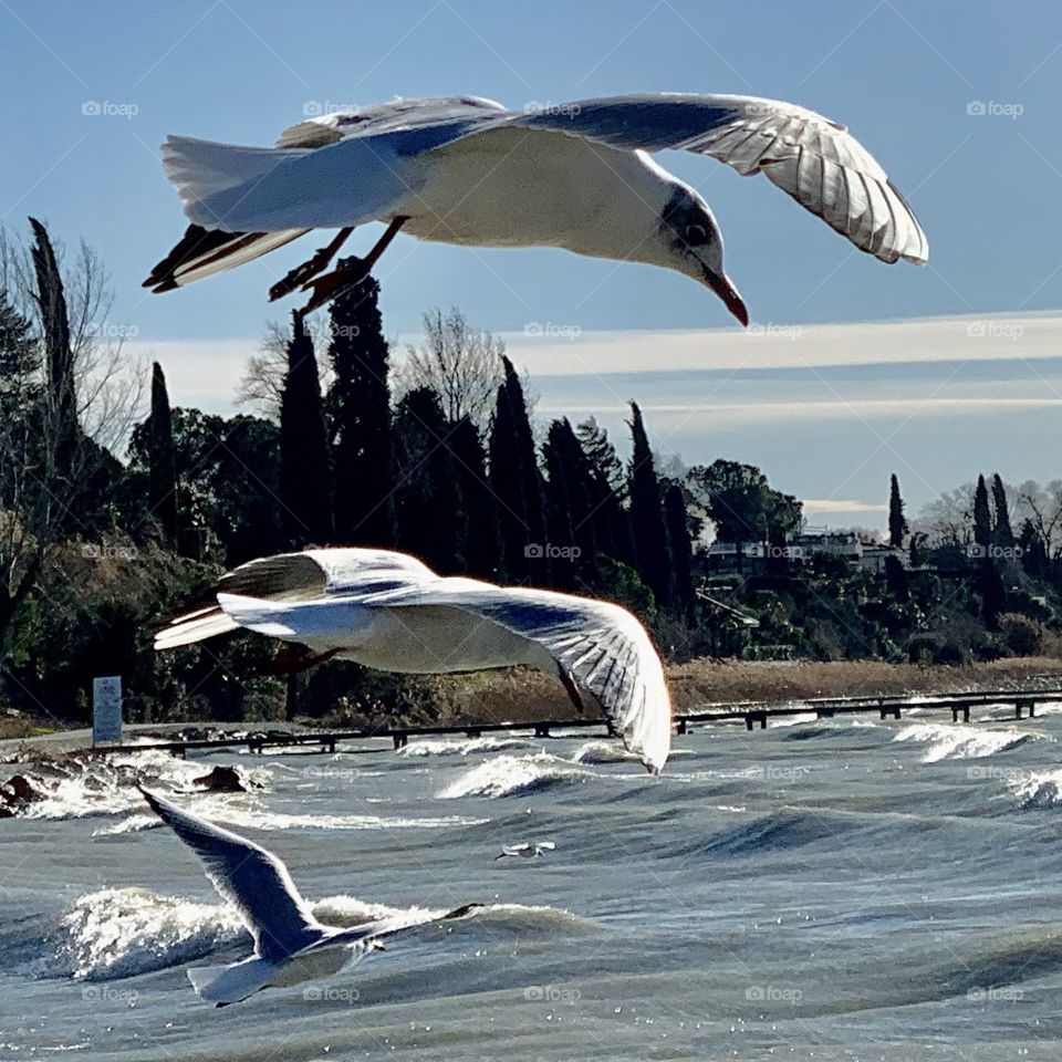 Seagulls in Garda Lake 