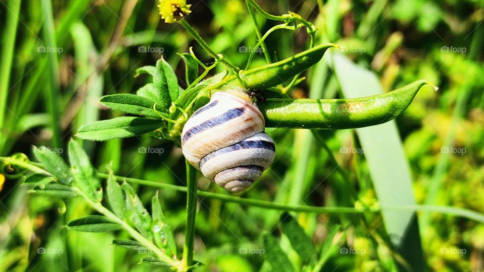 Snail