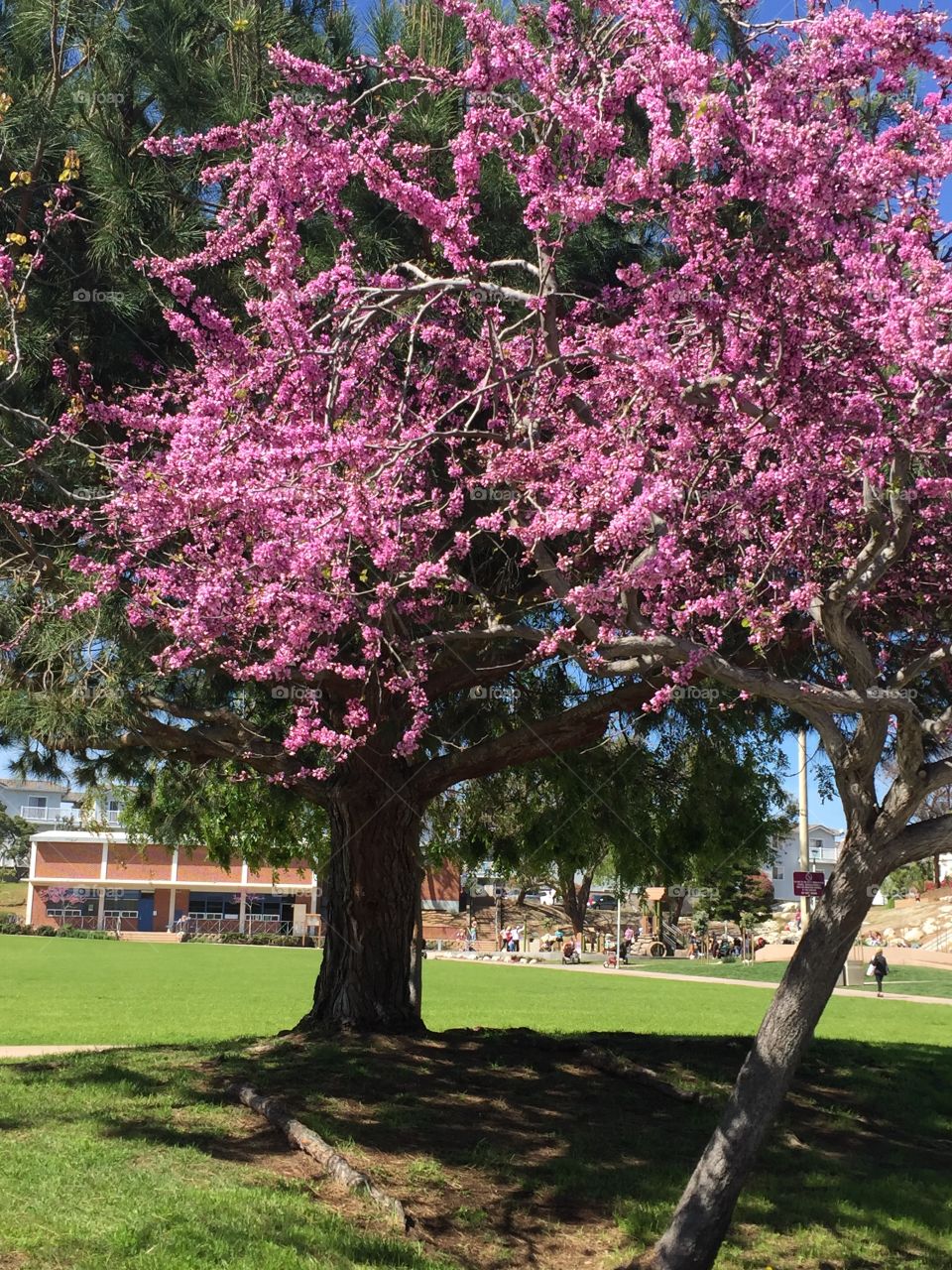 Spring Cherry Blossom Tree