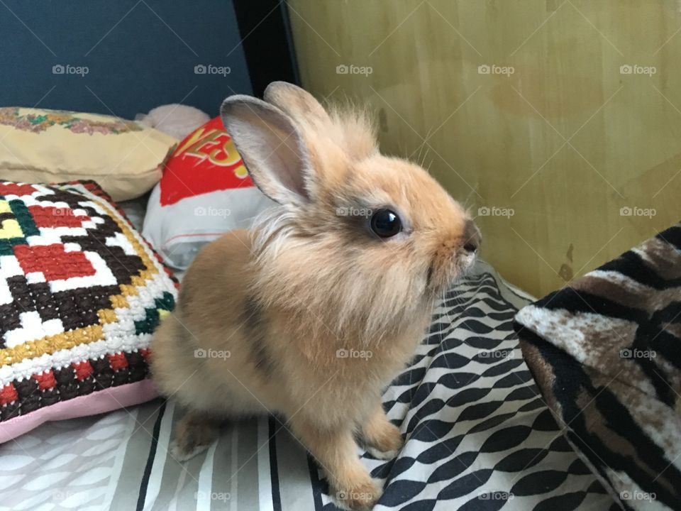 My sweet bunny