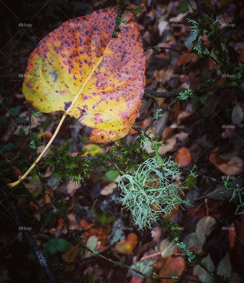 Fall, Leaf, Tree, Nature, Wood
