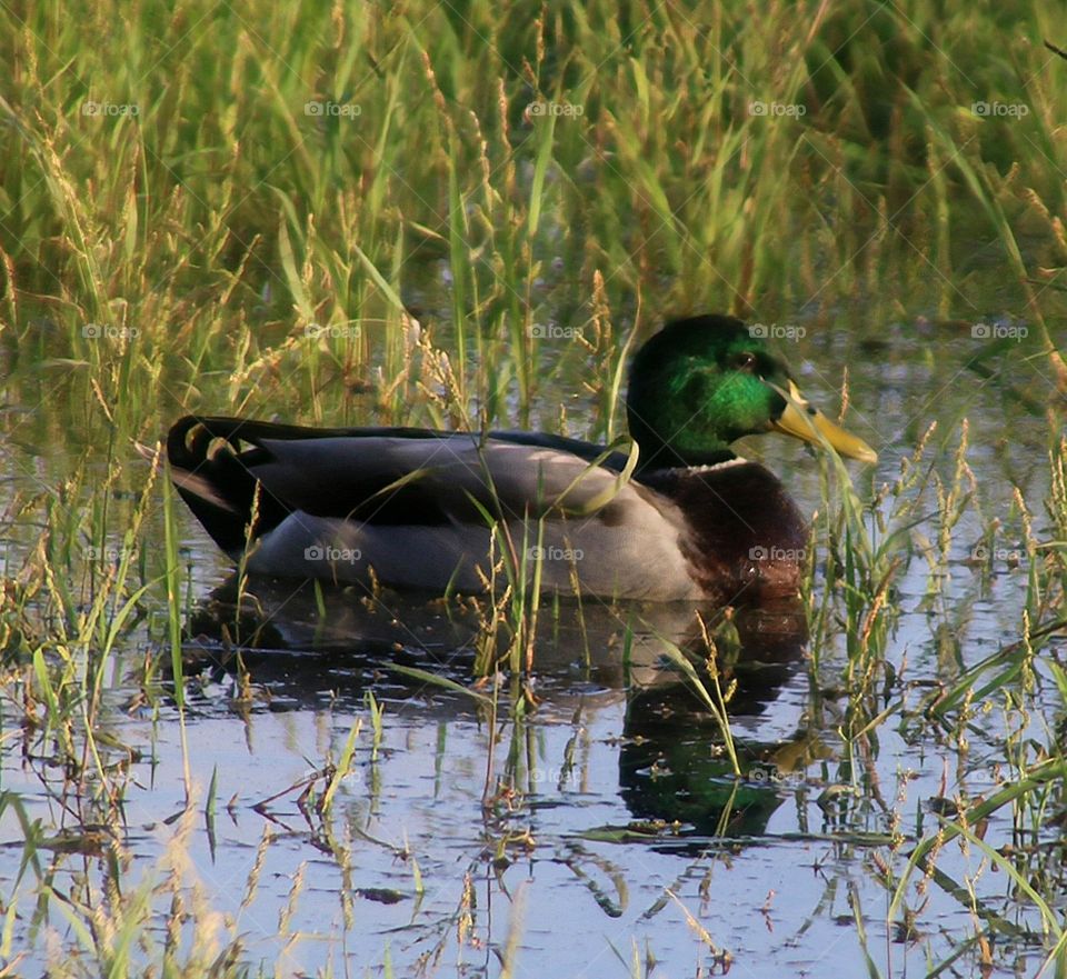 Mallard Duck in the Marsh