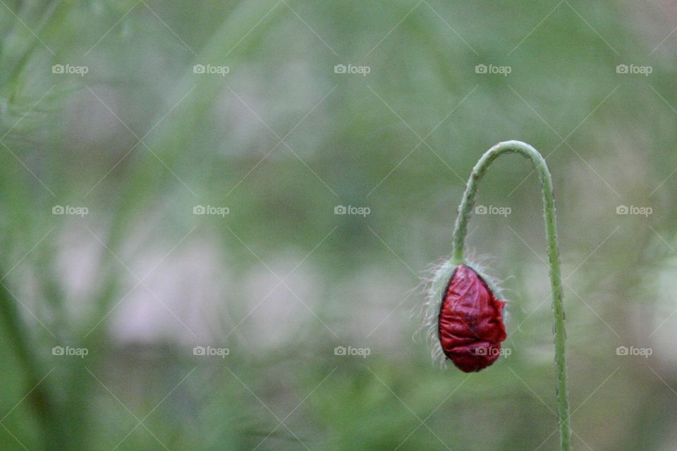 Poppy flower bud opening 