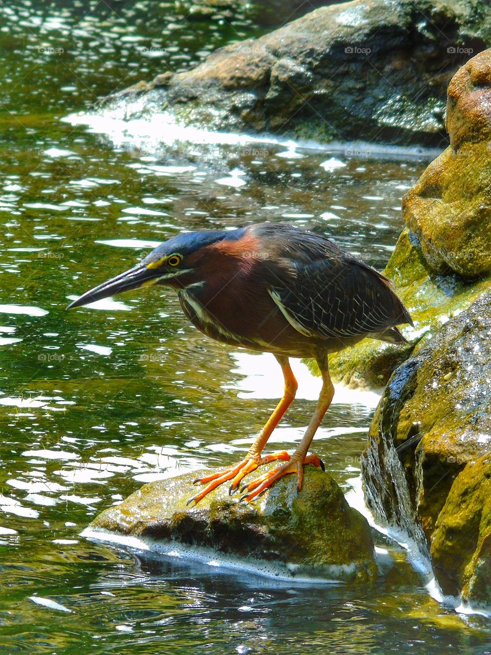 Green heron